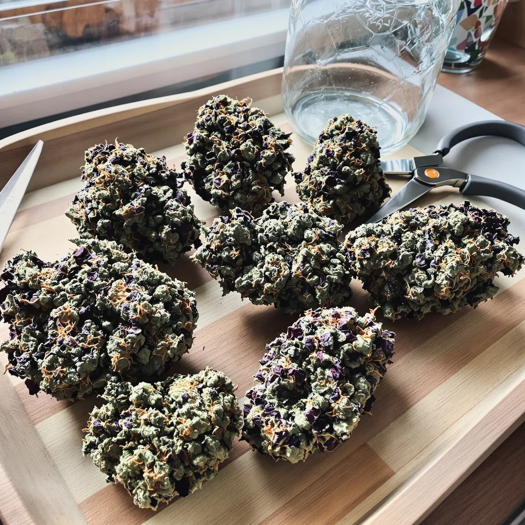 Grapefruit Kush 70% Indica / 30% Sativa — Blüte mit sichtbaren Trichomen