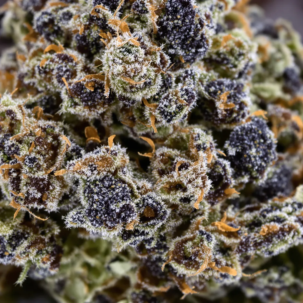 Green Crack Punch Cannabispflanze in der Blütephase — 60-100 cm automatisch blühend