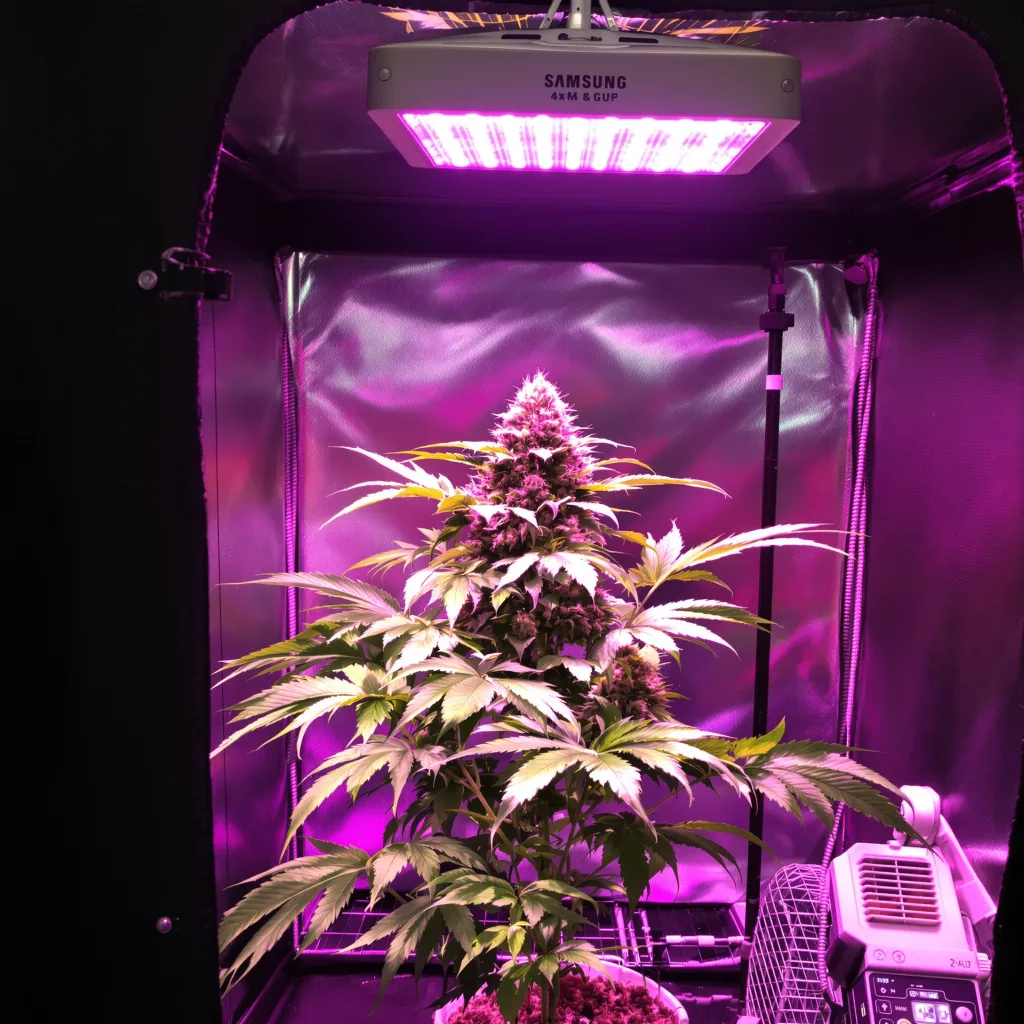 Green Goddess 75% Indica / 25% Sativa — Blüte mit sichtbaren Trichomen