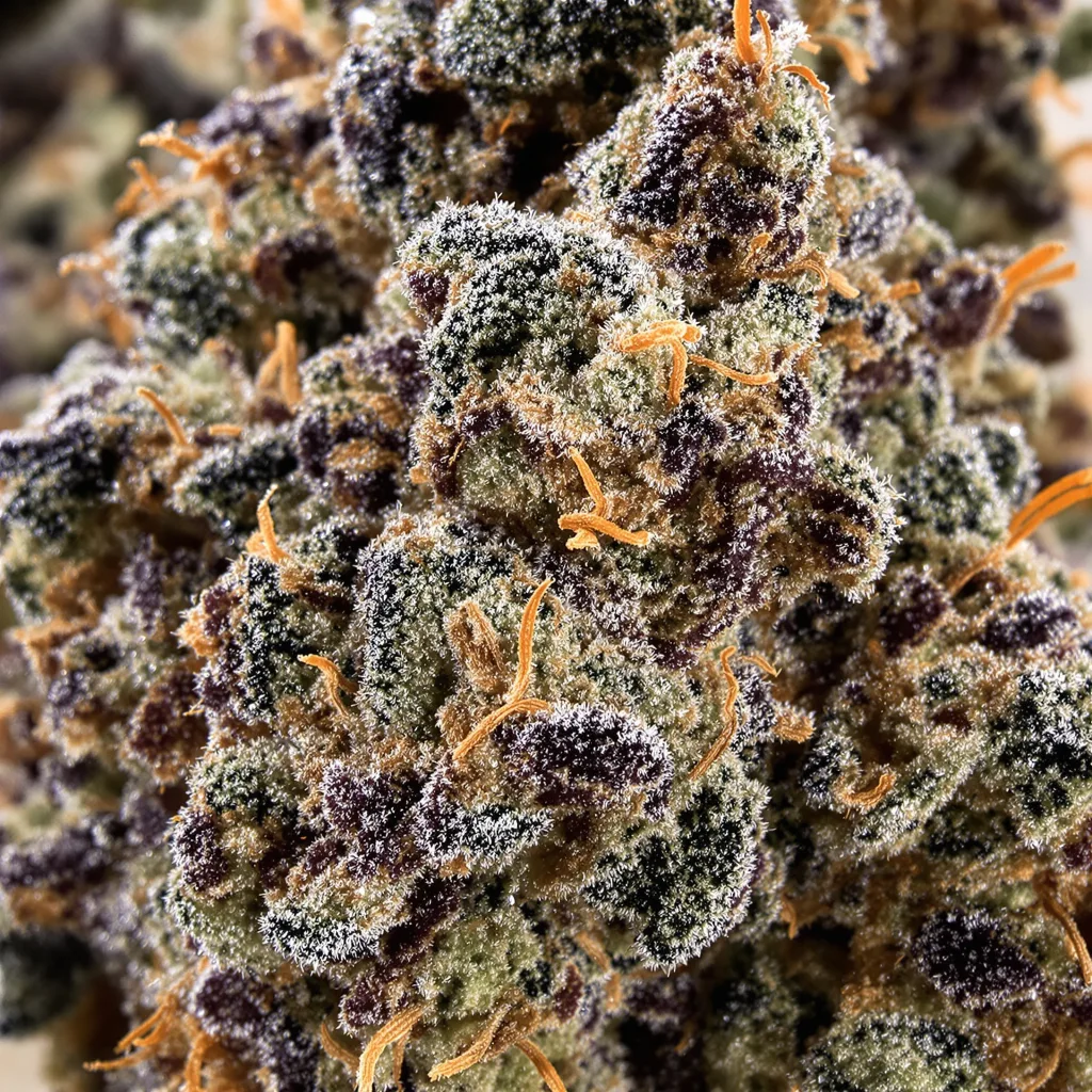 Green Love Potion Cannabispflanze in der Blütephase — 60-100 cm automatisch blühend