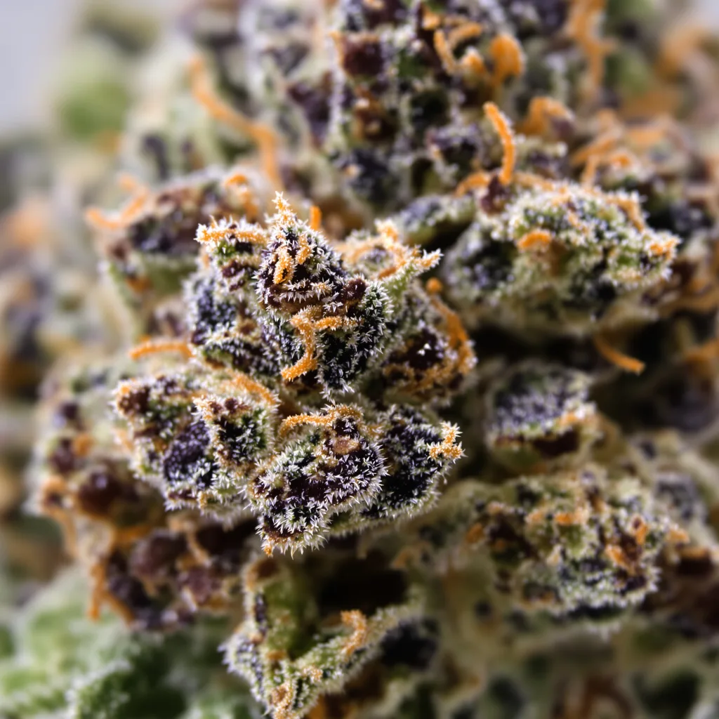 Green Ribbon Cannabispflanze in der Blütephase — 60-100 cm automatisch blühend