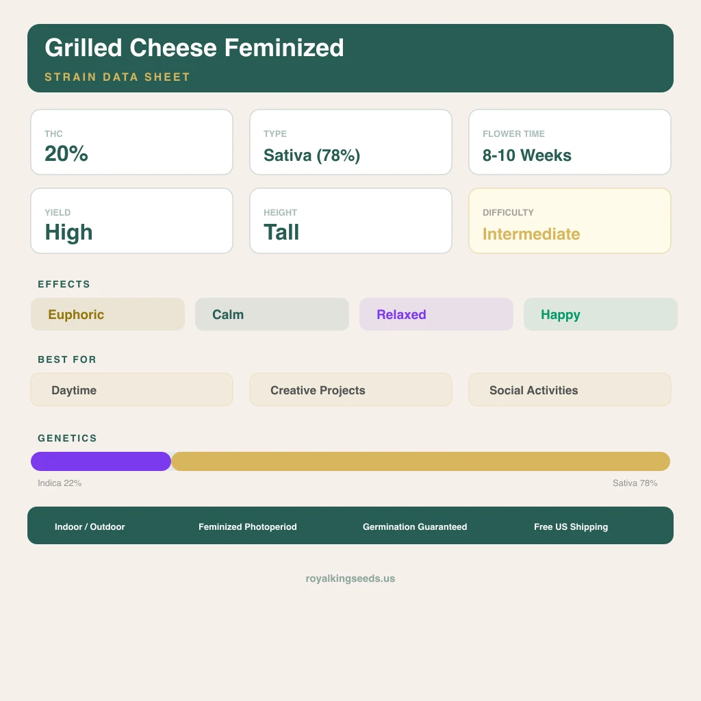 Grilled Cheese 22% Indica / 78% Sativa — Blüte mit sichtbaren Trichomen