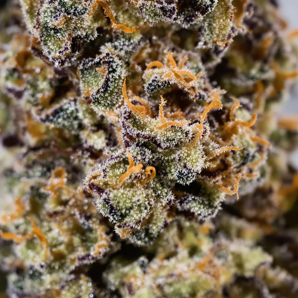 Grimace Cannabispflanze in der Blütephase — 90-130 cm feminisiert