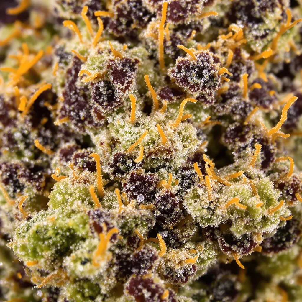 Guard Dawg Cannabispflanze in der Blütephase — 90-130 cm feminisiert