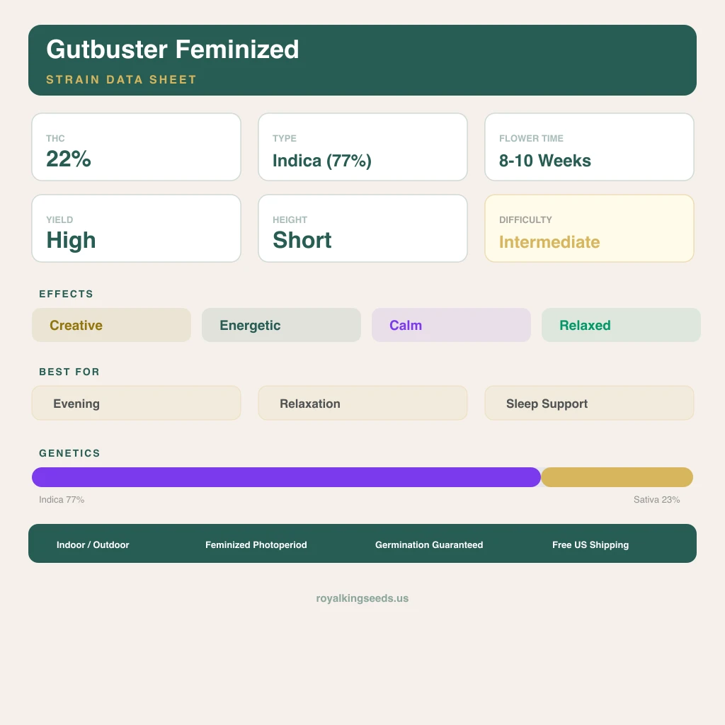 Gutbuster 77% Indica / 23% Sativa — Blüte mit sichtbaren Trichomen