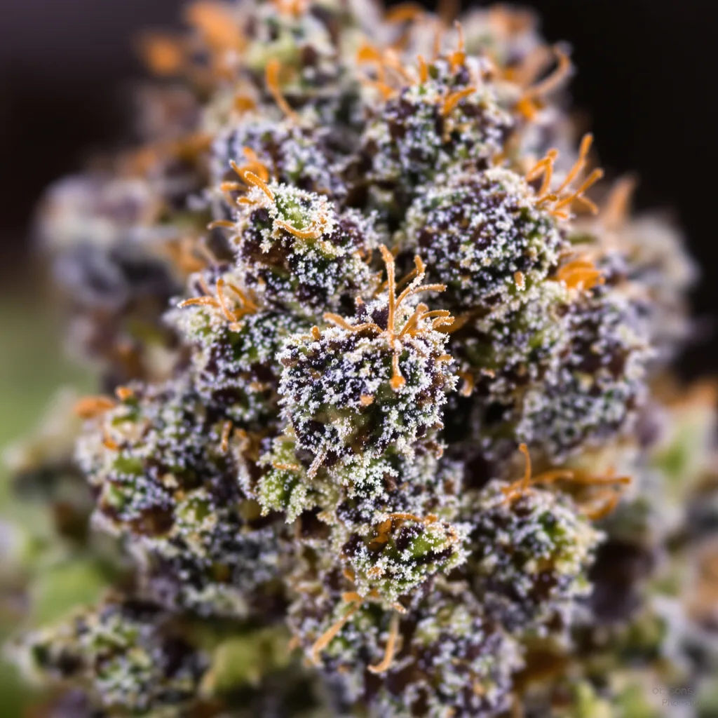 Hash Plant Cannabispflanze in der Blütephase — 60-100 cm automatisch blühend