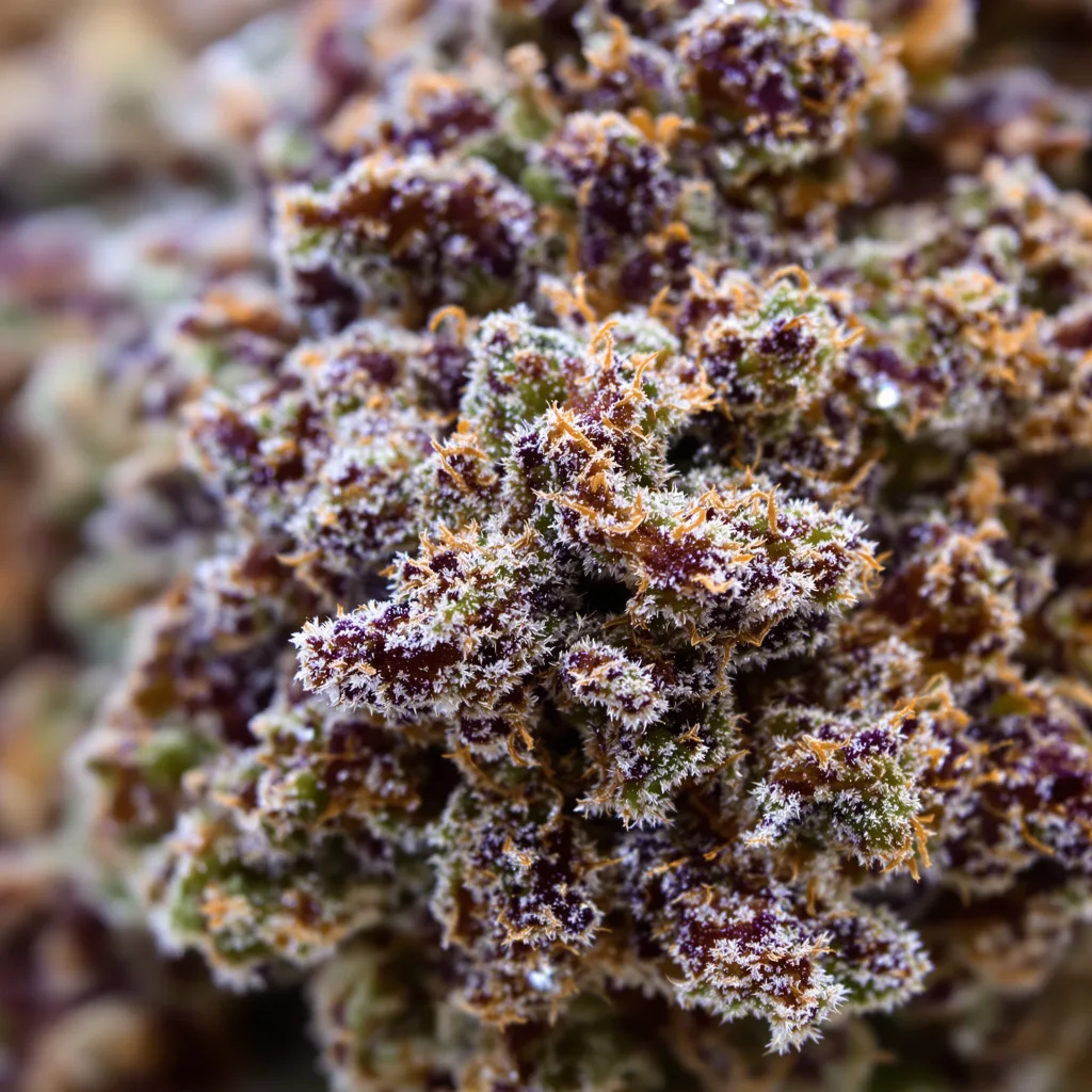 Hashbar OG Cannabispflanze in der Blütephase — 60-100 cm automatisch blühend