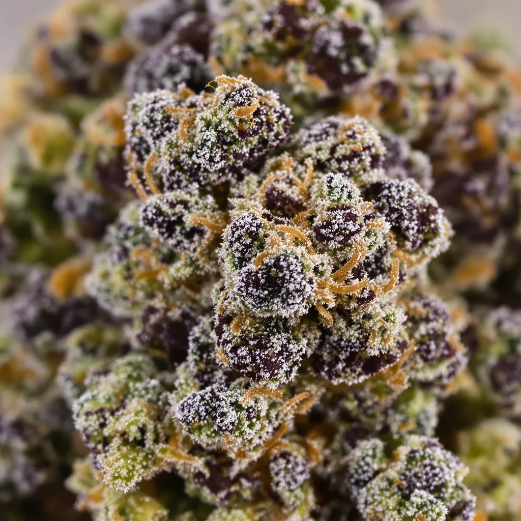 Hashberry Cannabispflanze in der Blütephase — 90-130 cm feminisiert