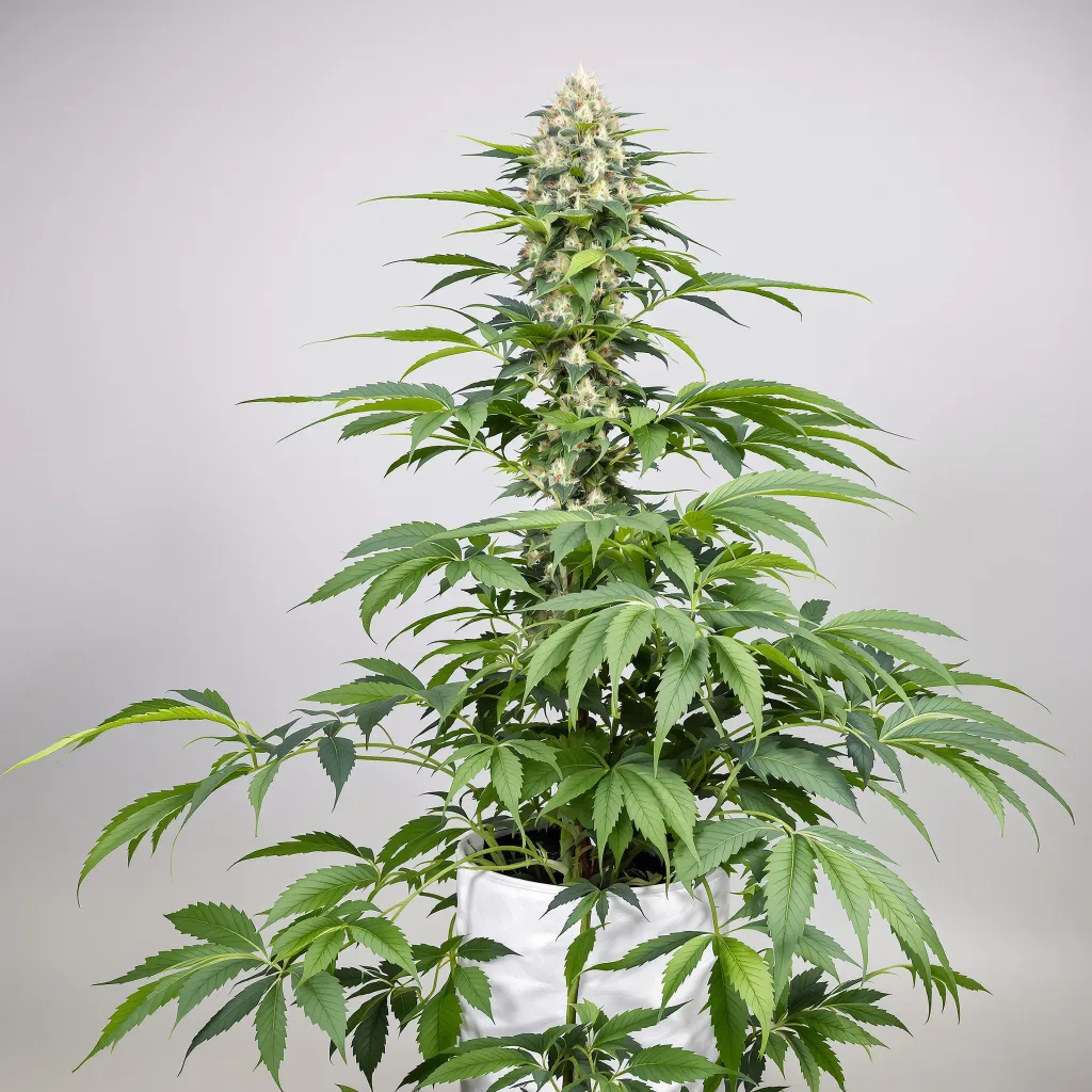 Hawaiian Cannabisblüte Nahaufnahme mit dichte violett getönte Kelche