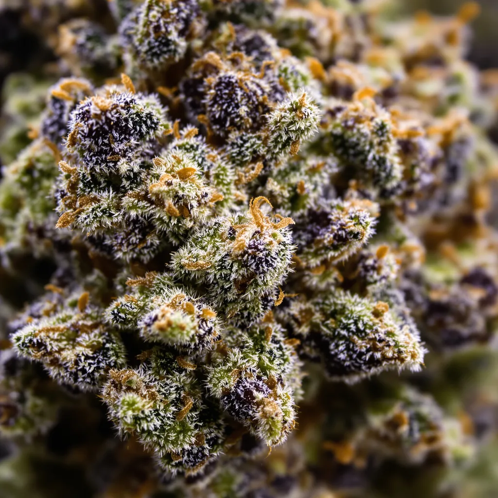 Hawaiian Cannabispflanze in der Blütephase — 60-100 cm automatisch blühend
