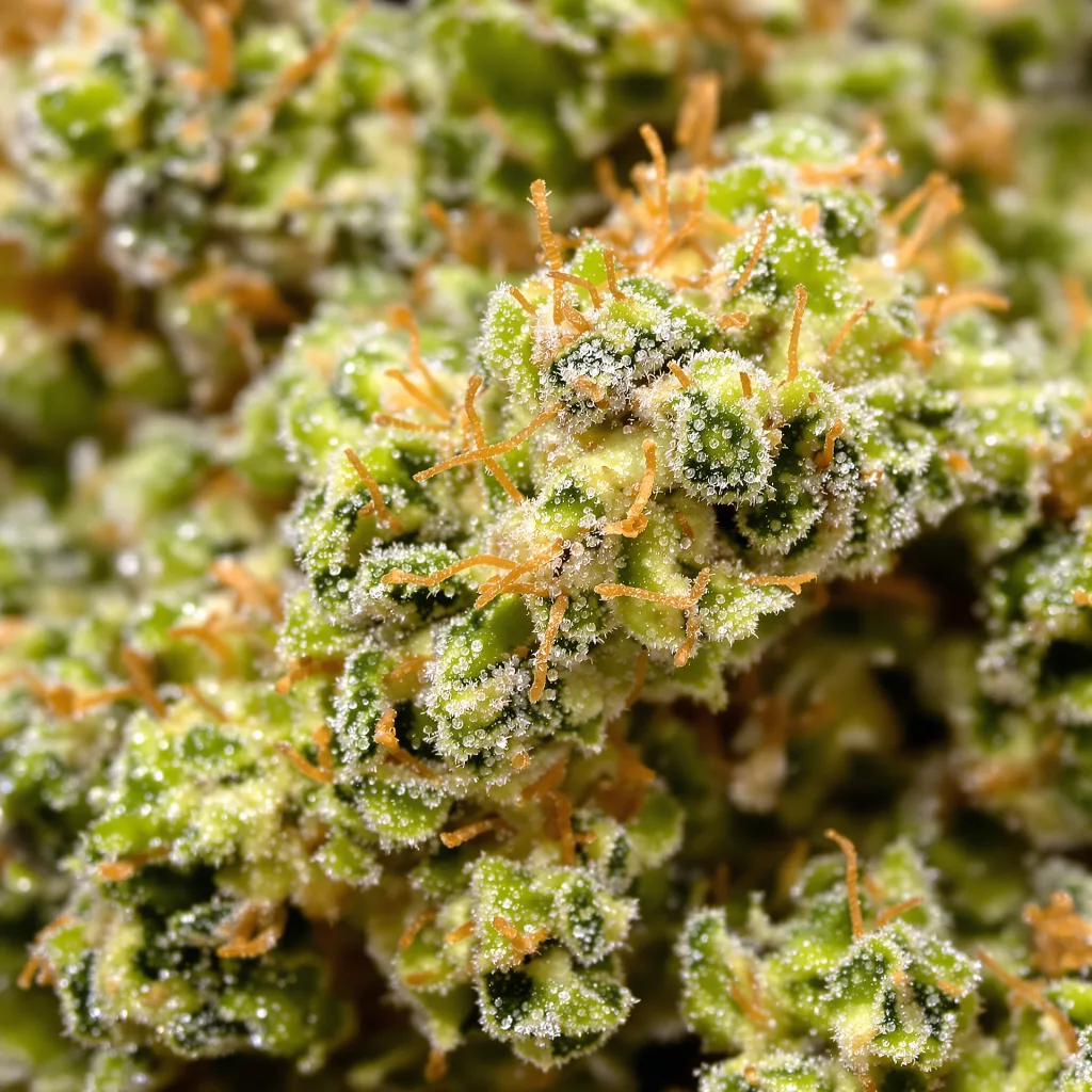 Hawaiian Haze Cannabisblüte Nahaufnahme mit luftige limonengrüne Struktur