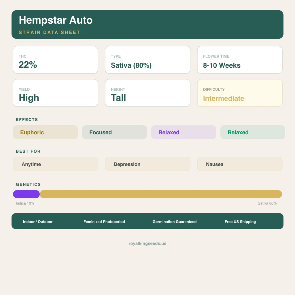 Hempstar 10% Indica / 80% Sativa — Blüte mit sichtbaren Trichomen