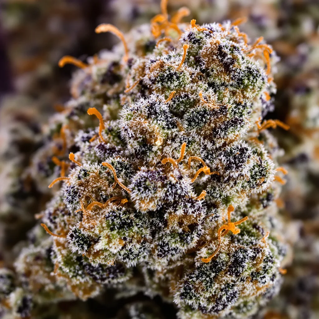 Herijuana Cannabispflanze in der Blütephase — 90-130 cm feminisiert