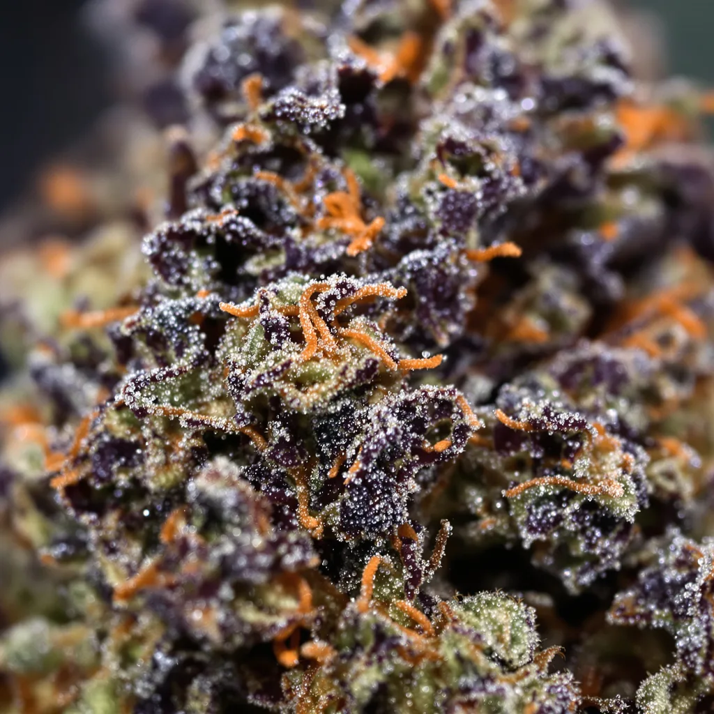 Hindu Kush Cannabispflanze in der Blütephase — 90-130 cm feminisiert