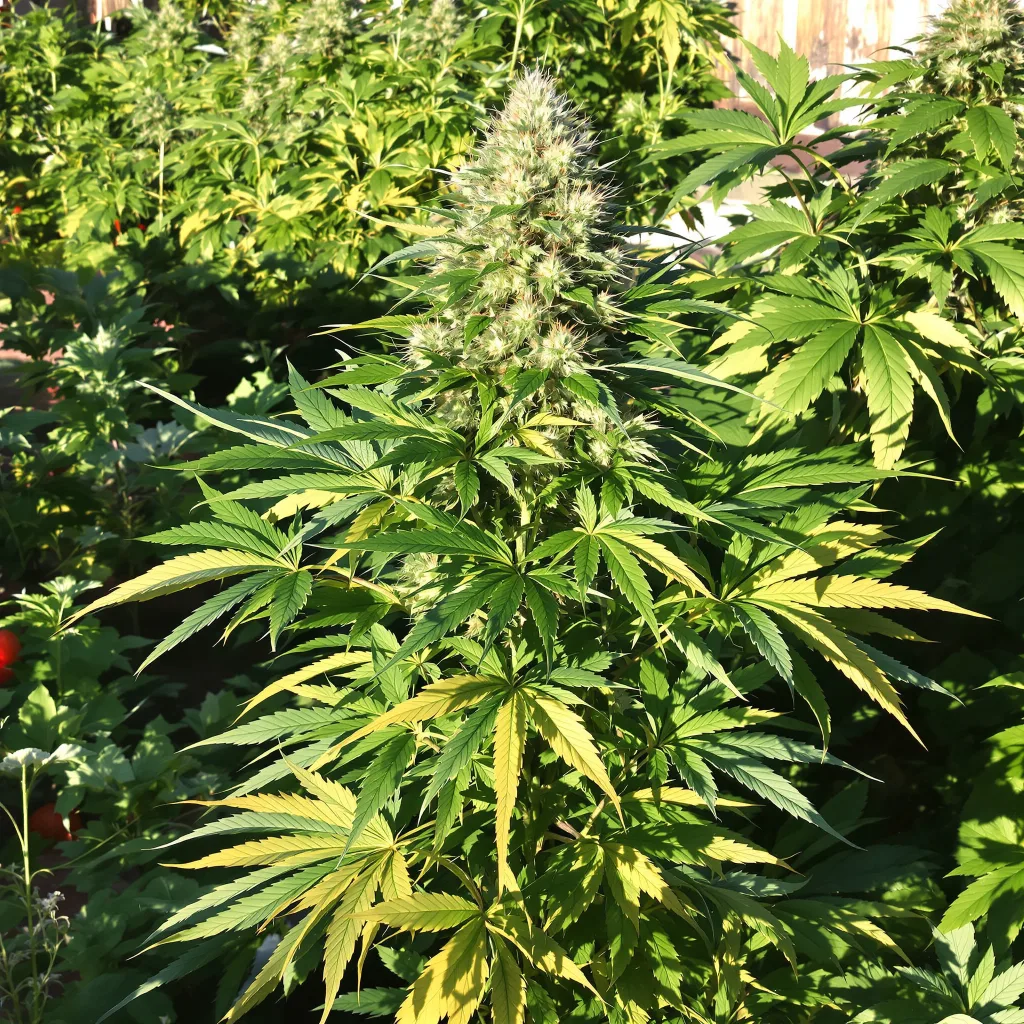 Hog's Breath 66% Indica / 34% Sativa — Blüte mit sichtbaren Trichomen