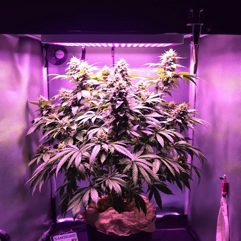 Humboldt Dream 79% Indica / 21% Sativa — Blüte mit sichtbaren Trichomen