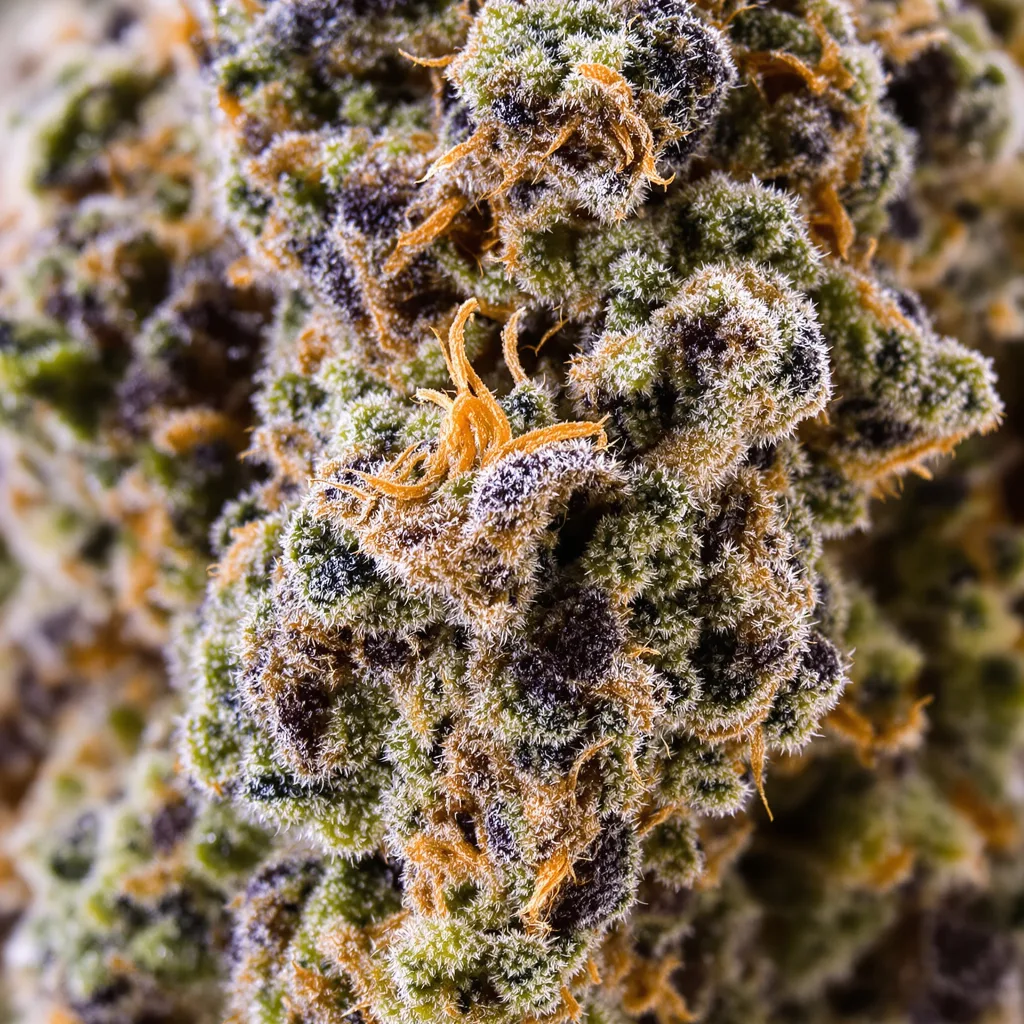 Humboldt Dream Cannabispflanze in der Blütephase — 60-100 cm automatisch blühend