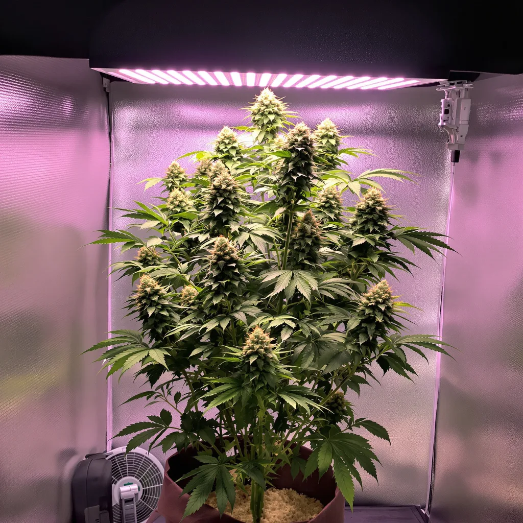 Ice Cream 60% Indica / 40% Sativa — Blüte mit sichtbaren Trichomen