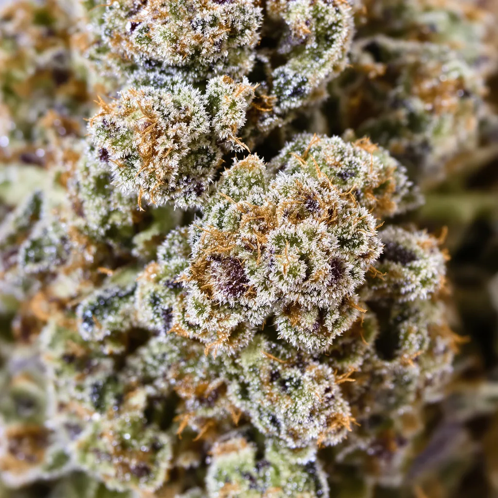 Ice Cream Cannabispflanze in der Blütephase — 120-180 cm feminisiert