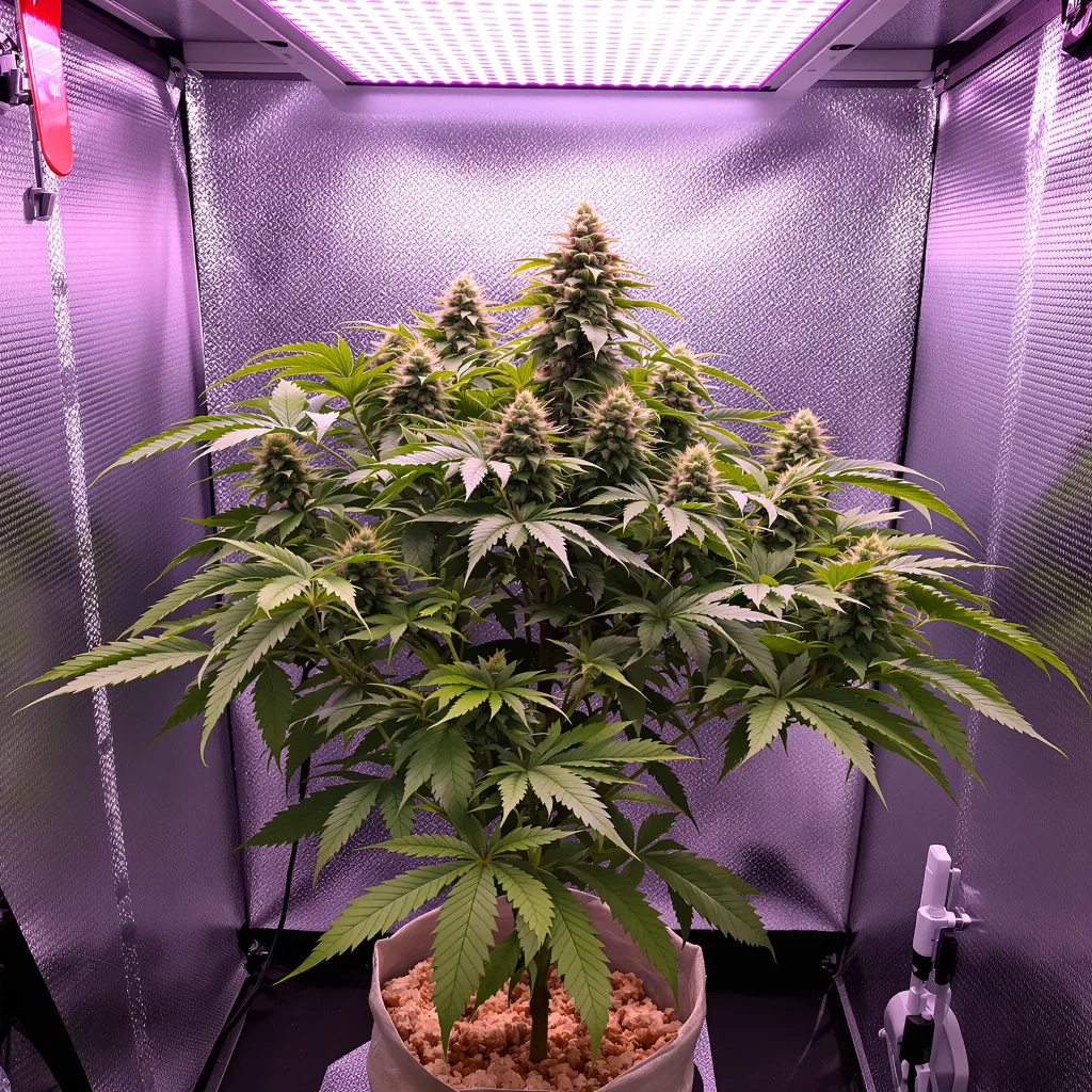Illuminati 83% Indica / 17% Sativa — Blüte mit sichtbaren Trichomen