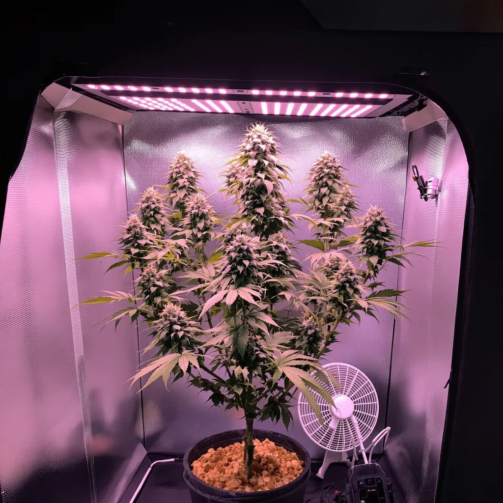 Jack Flash 60% Indica / 40% Sativa — Blüte mit sichtbaren Trichomen