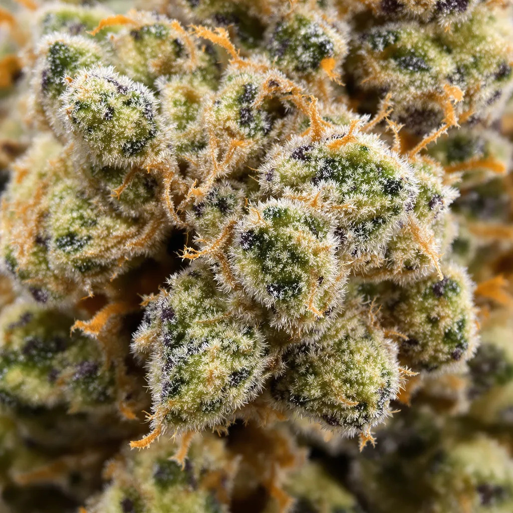 Jack Flash Cannabispflanze in der Blütephase — 120-180 cm feminisiert
