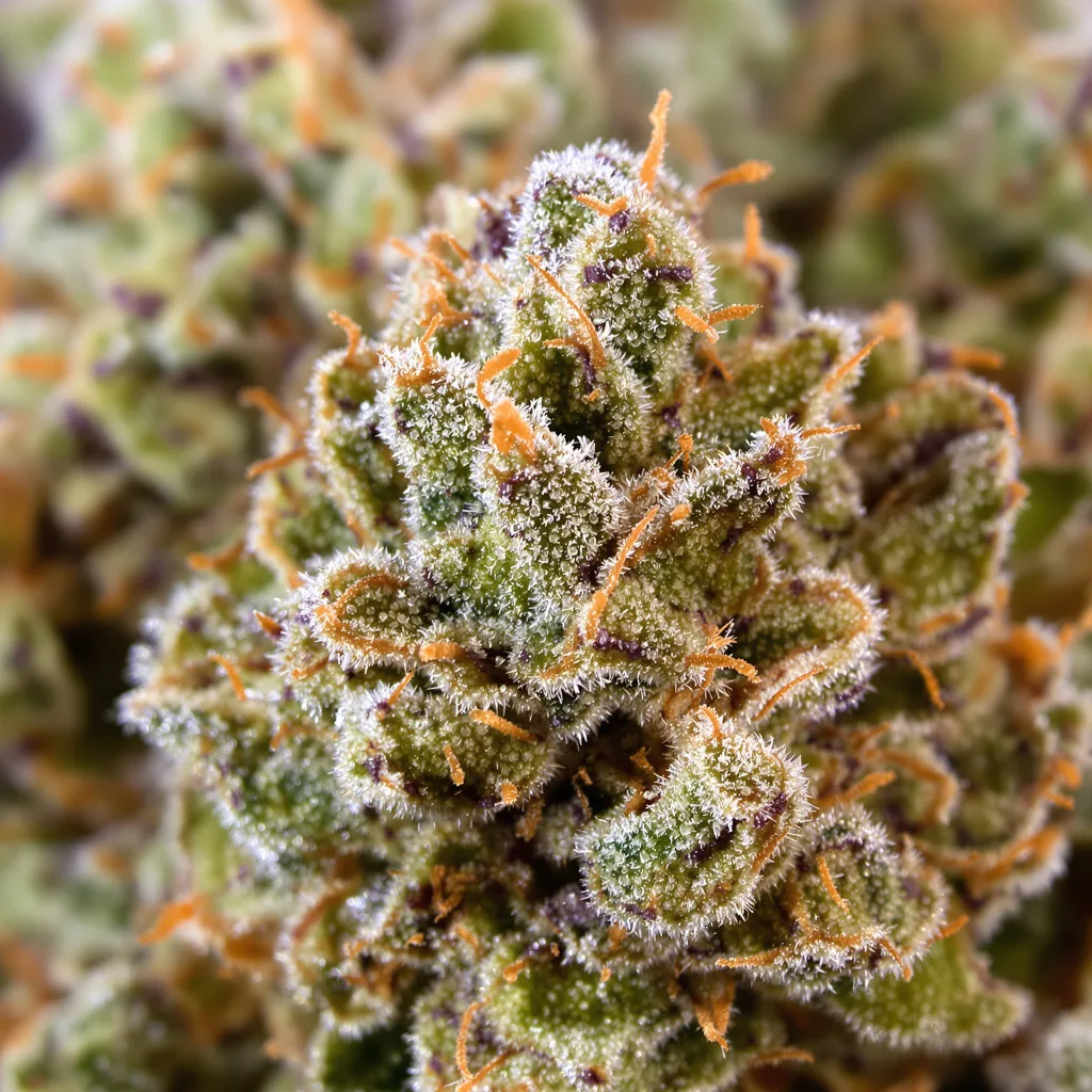 Jack Herer Cannabispflanze in der Blütephase — 60-100 cm automatisch blühend