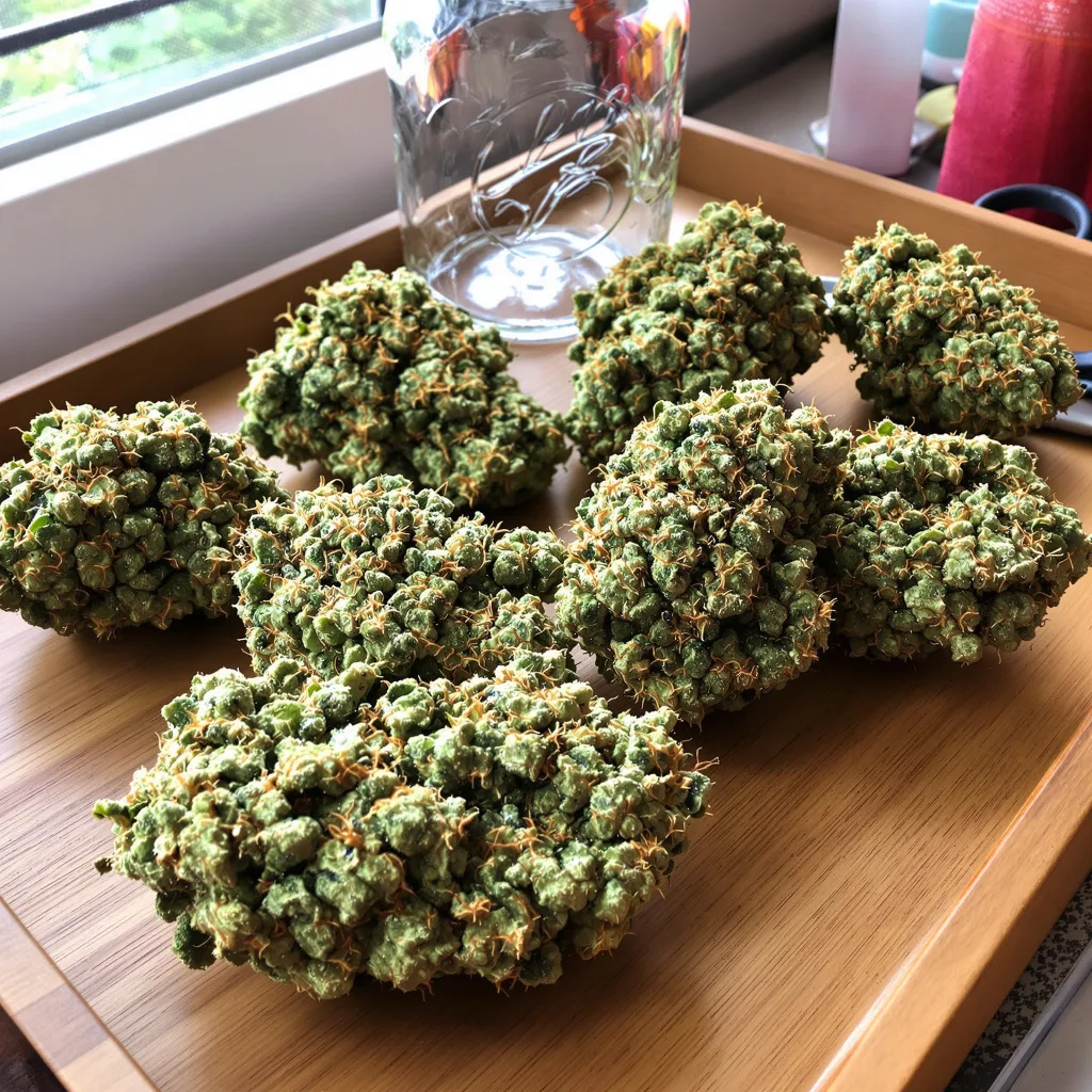 Jack Skellington 25% Indica / 75% Sativa — Blüte mit sichtbaren Trichomen