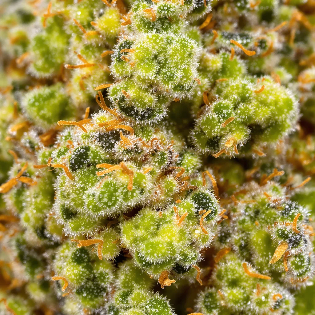 Jack the Ripper Cannabispflanze in der Blütephase — 150-200 cm feminisiert