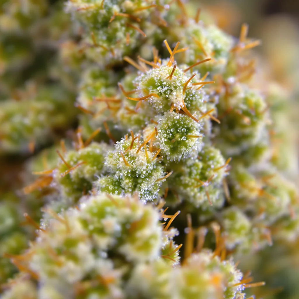 Jamaican Dream Cannabispflanze in der Blütephase — 60-100 cm automatisch blühend