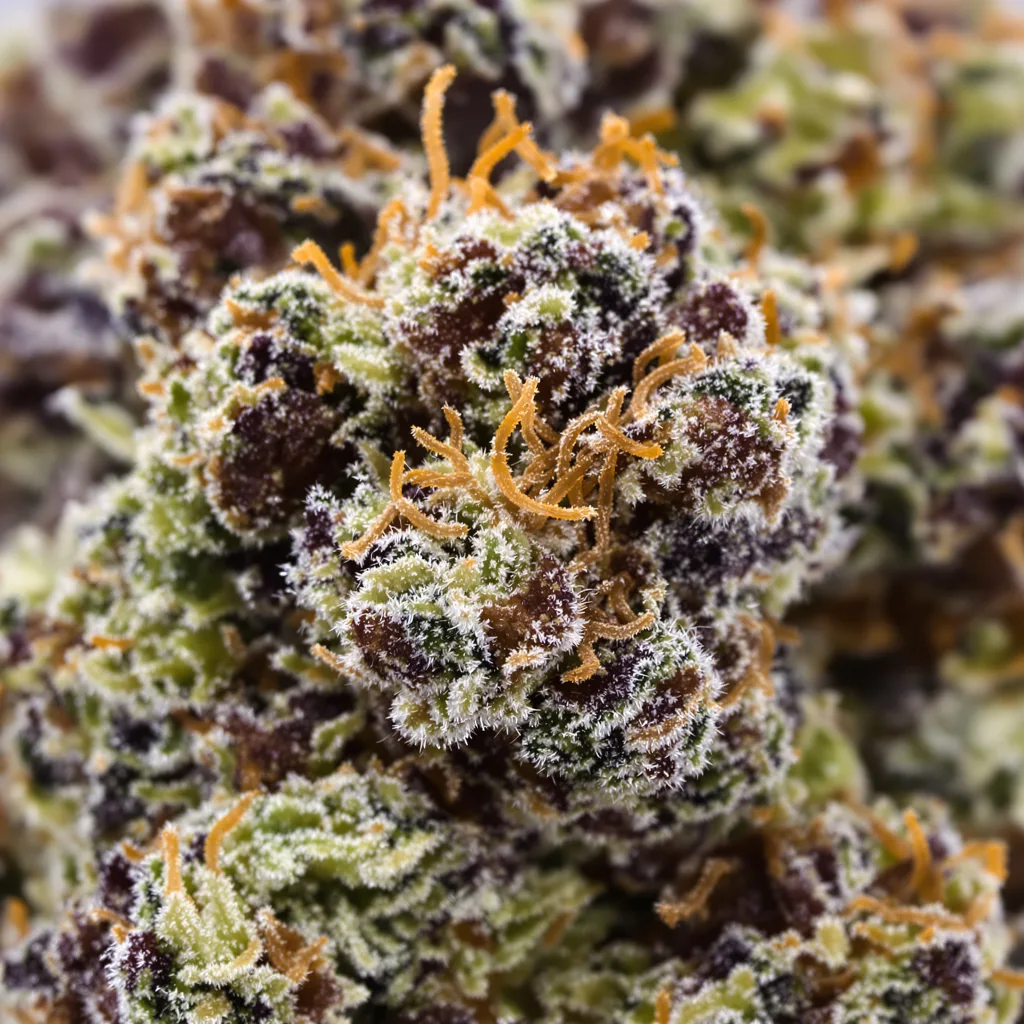Jawa Pie Cannabispflanze in der Blütephase — 60-100 cm automatisch blühend