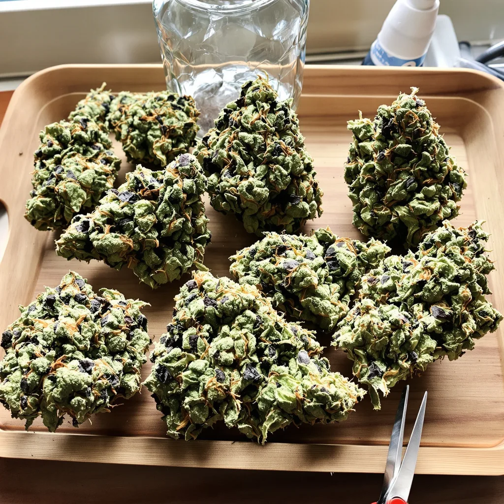 Jean Guy 40% Indica / 60% Sativa — Blüte mit sichtbaren Trichomen