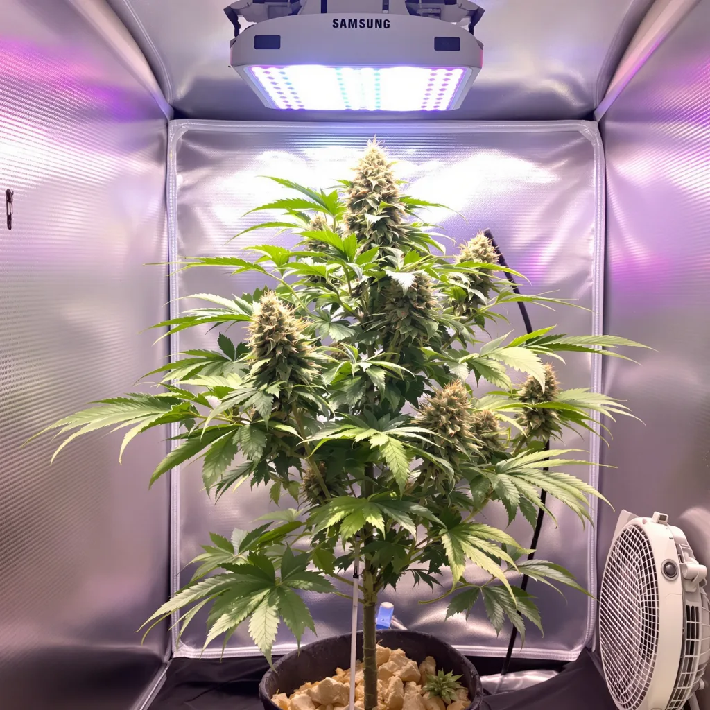 Jedi Kush 90% Indica / 50% Sativa — Blüte mit sichtbaren Trichomen