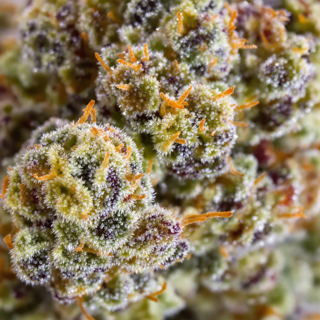 Juicy Fruit Cannabispflanze in der Blütephase — 120-180 cm feminisiert