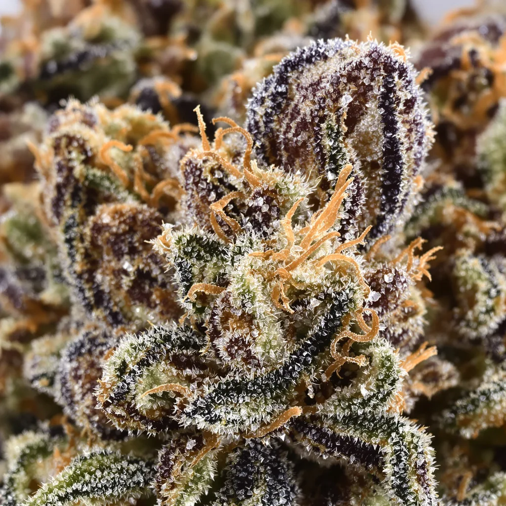 Jupiter OG Cannabispflanze in der Blütephase — 60-100 cm automatisch blühend