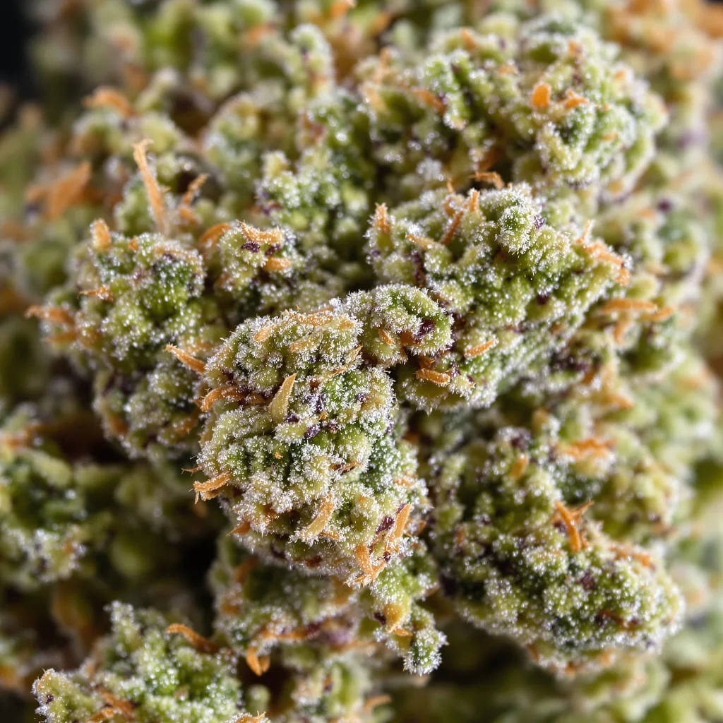 Kandy Kush Cannabispflanze in der Blütephase — 60-100 cm automatisch blühend