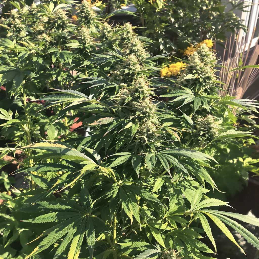 Khalifa Kush 75% Indica / 25% Sativa — Blüte mit sichtbaren Trichomen
