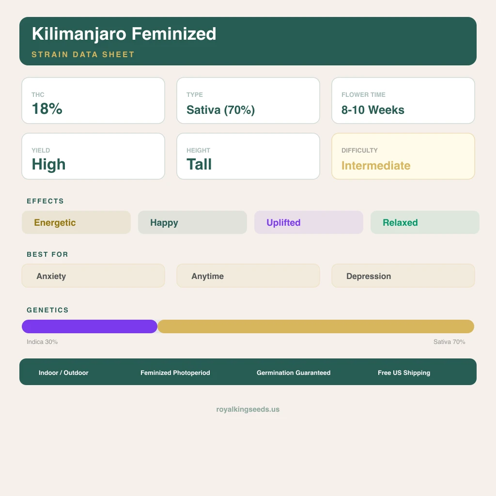 Kilimanjaro 30% Indica / 70% Sativa — Blüte mit sichtbaren Trichomen