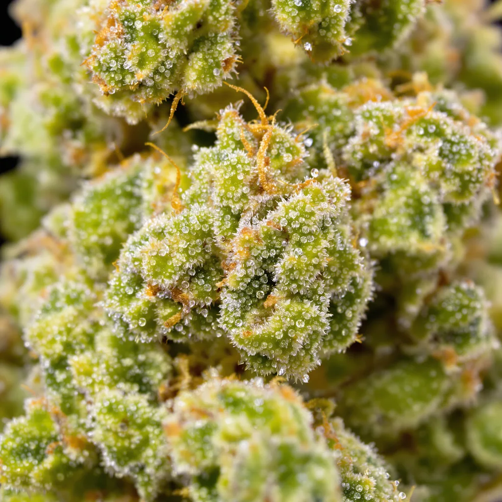 Kilimanjaro Cannabispflanze in der Blütephase — 150-200 cm feminisiert
