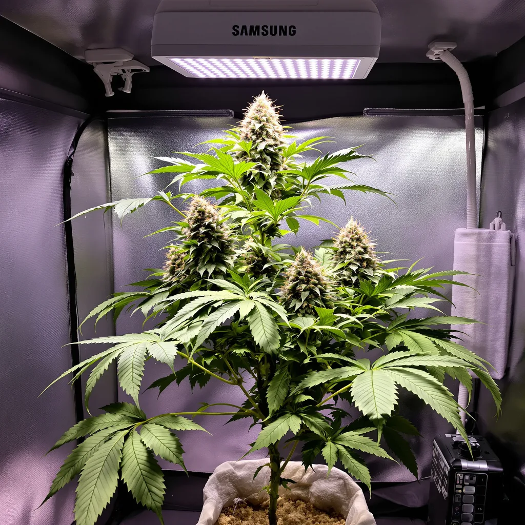Killer 84% Indica / 16% Sativa — Blüte mit sichtbaren Trichomen