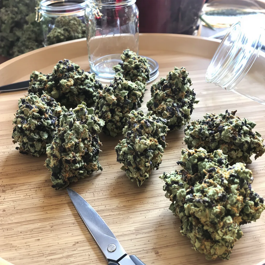 King Kong 80% Indica / 20% Sativa — Blüte mit sichtbaren Trichomen
