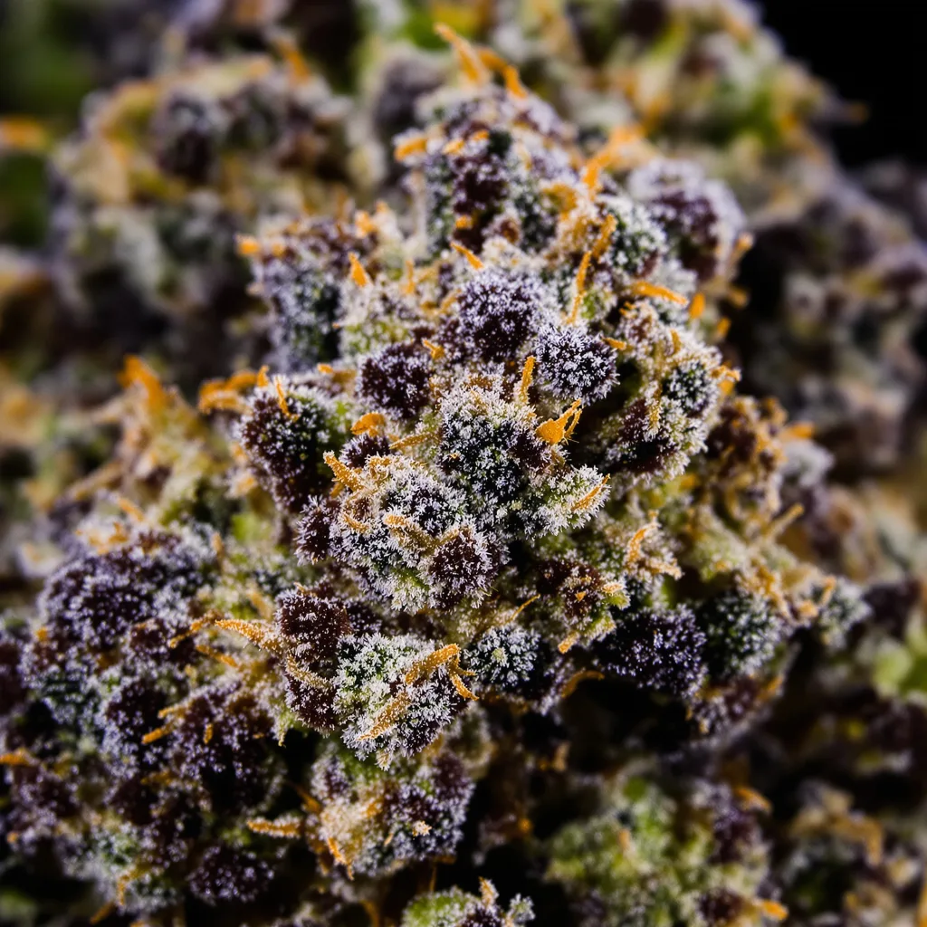 King Kong Cannabispflanze in der Blütephase — 90-130 cm feminisiert