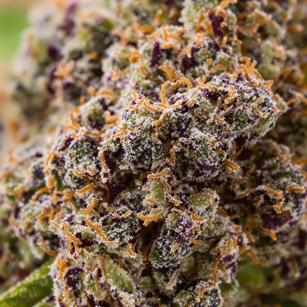 Krishna Kush Cannabispflanze in der Blütephase — 90-130 cm feminisiert