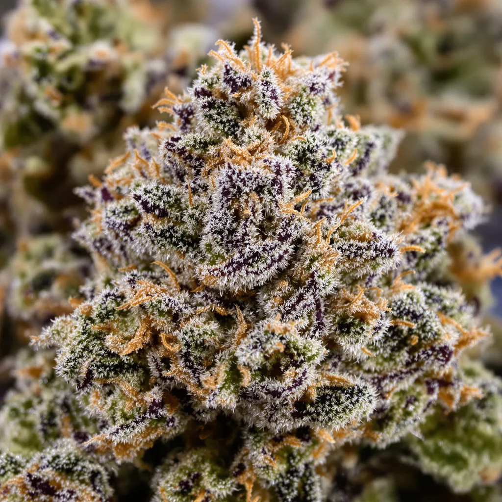 Kush Cake Cannabispflanze in der Blütephase — 90-130 cm feminisiert