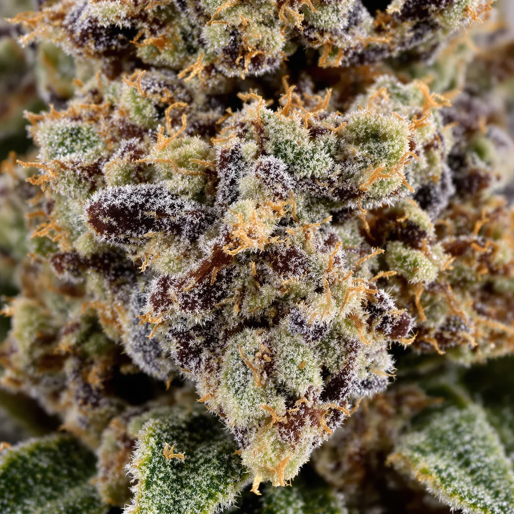 Kush XL Cannabispflanze in der Blütephase — 60-100 cm automatisch blühend