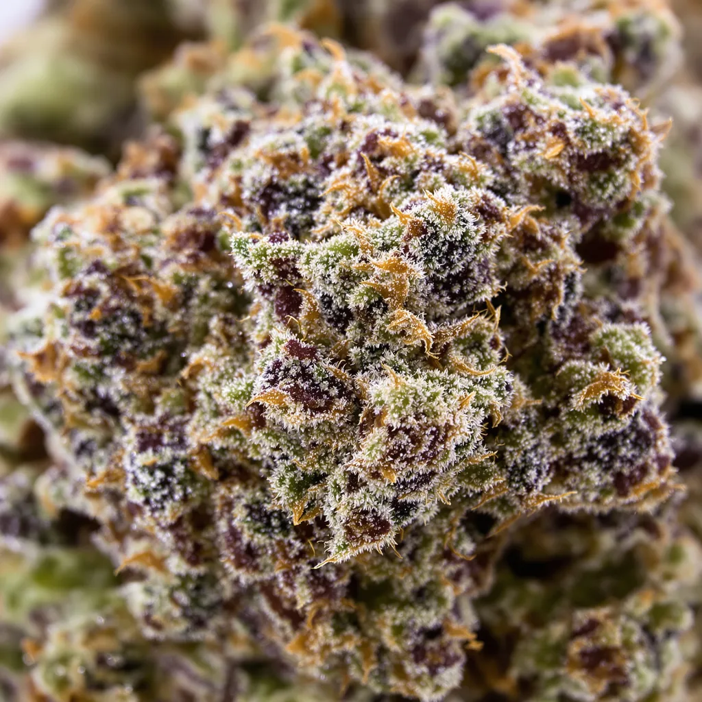 Kushberry Cannabispflanze in der Blütephase — 90-130 cm feminisiert