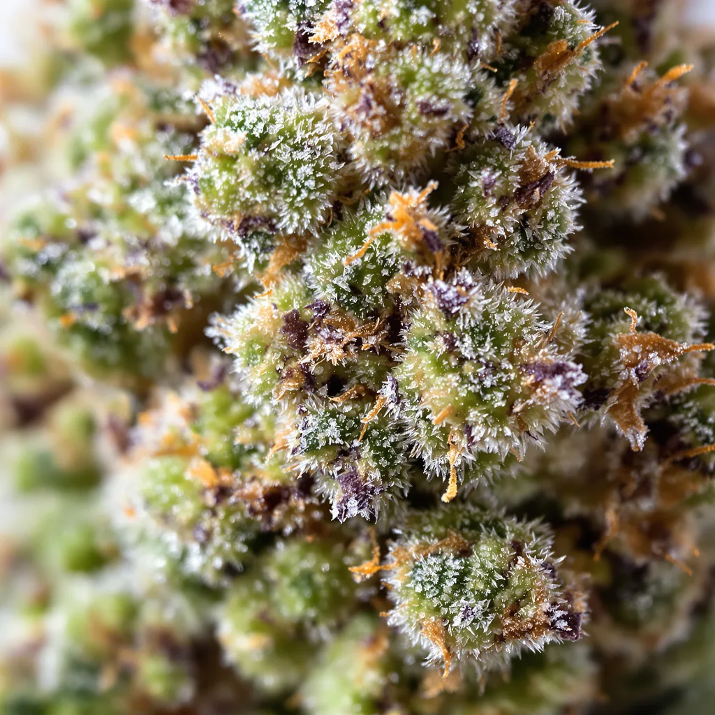 LA Woman Cannabispflanze in der Blütephase — 60-100 cm automatisch blühend