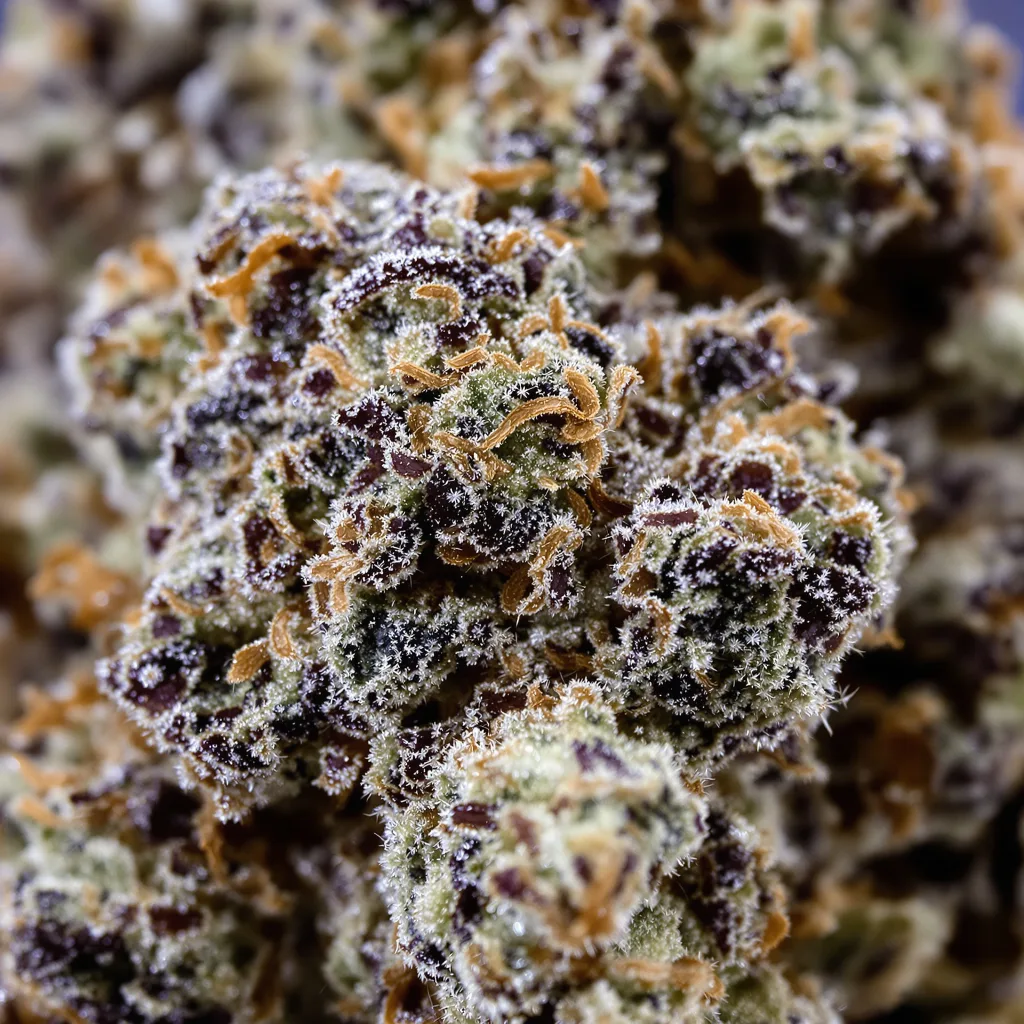 Ladyburn 1974 Cannabispflanze in der Blütephase — 90-130 cm feminisiert