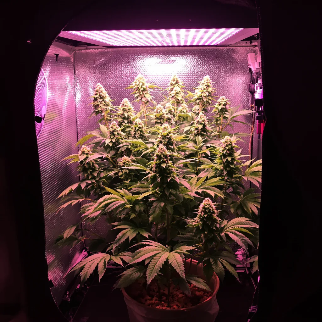 Lemon Diesel 90% Indica / 10% Sativa — Blüte mit sichtbaren Trichomen