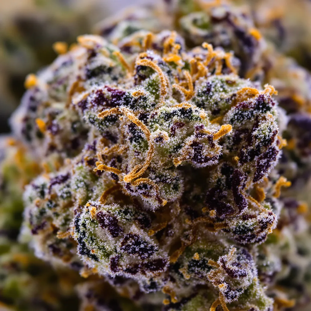 Lemon Diesel Cannabispflanze in der Blütephase — 90-130 cm feminisiert